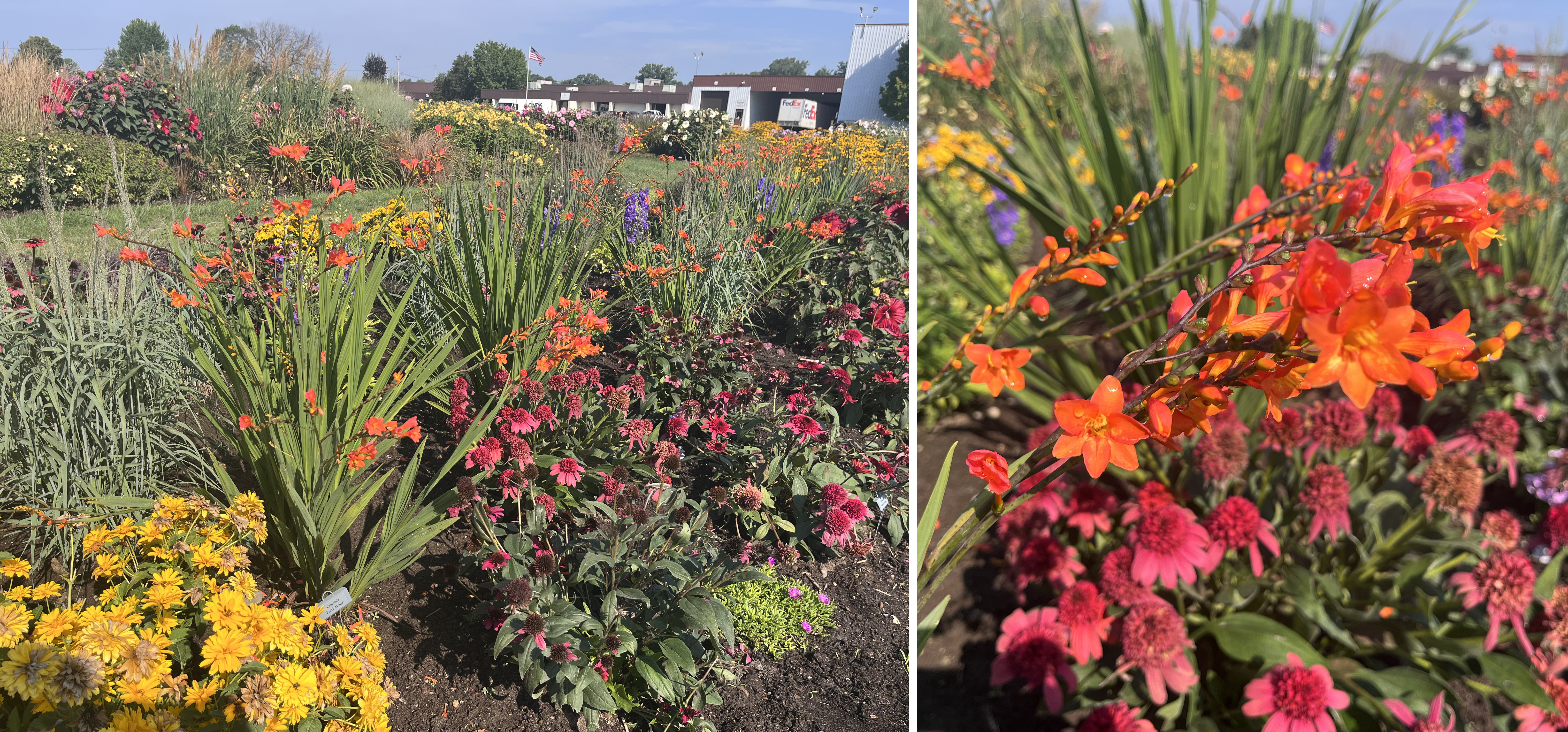 Trial garden scenes with bright orange crocosmia flowers rising above green sword-like leaves, planted among red coneflowers, yellow daisies, and other summer perennials, with a close-up view highlighting the crocosmia’s orange blossoms.